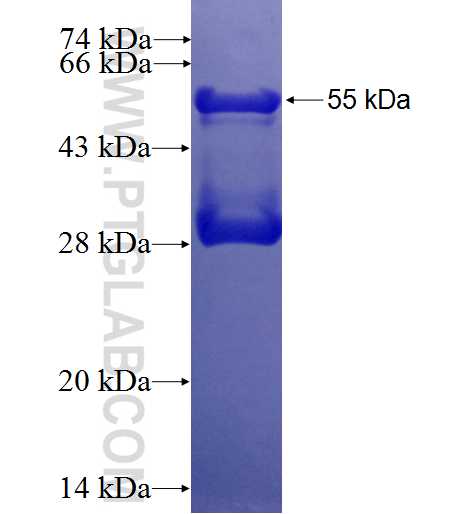 GRASP65,GORASP1 fusion protein Ag1054 SDS-PAGE