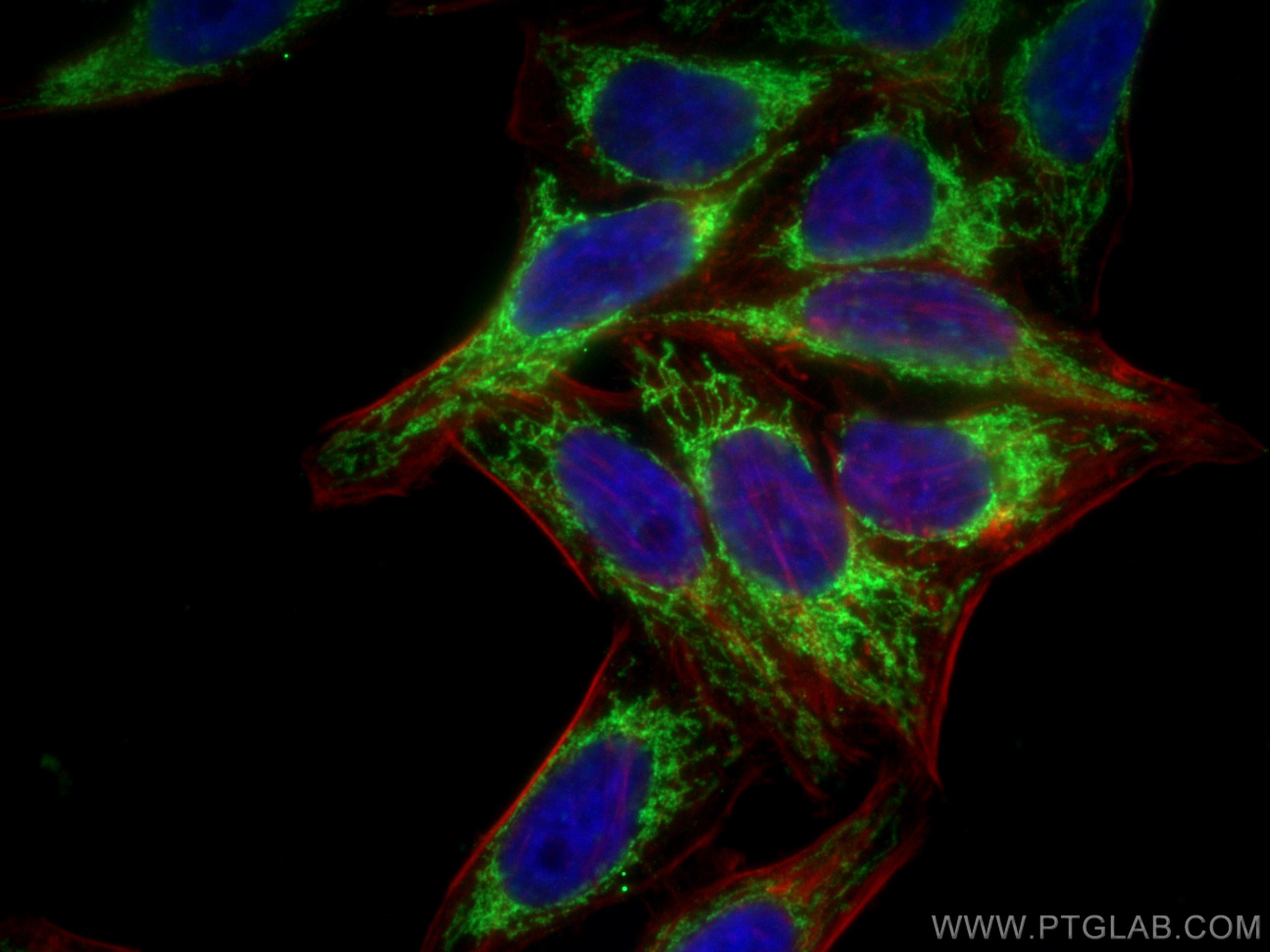 Immunofluorescence (IF) / fluorescent staining of HepG2 cells using GRB10 Polyclonal antibody (23591-1-AP)