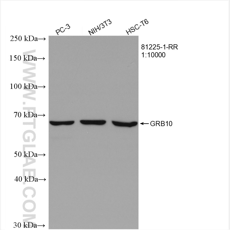 Western Blot (WB) analysis of various lysates using GRB10 Recombinant antibody (81225-1-RR)