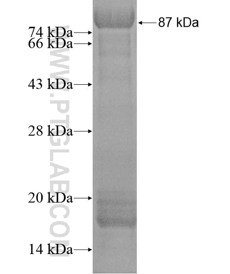 GRB10 fusion protein Ag20356 SDS-PAGE