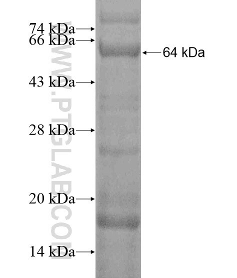 GRB10 fusion protein Ag20362 SDS-PAGE