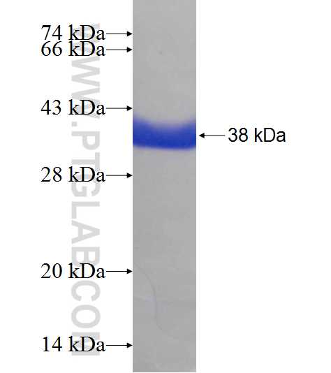 GRB10 fusion protein Ag9921 SDS-PAGE