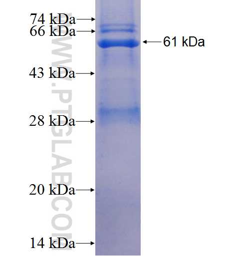 GRB14 fusion protein Ag7554 SDS-PAGE