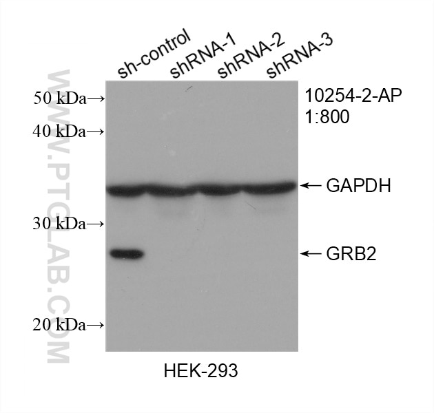 Western Blot (WB) analysis of HEK-293 cells using GRB2 Polyclonal antibody (10254-2-AP)