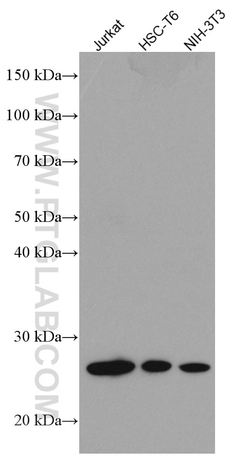 Western Blot (WB) analysis of various lysates using GRB2 Monoclonal antibody (66880-1-Ig)