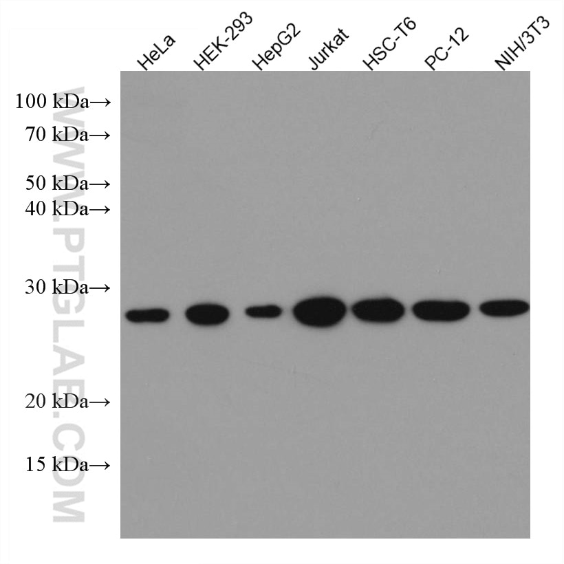 Western Blot (WB) analysis of various lysates using GRB2 Monoclonal antibody (66880-1-Ig)