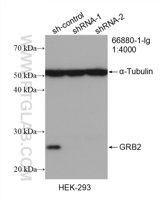 Western Blot (WB) analysis of HEK-293 cells using GRB2 Monoclonal antibody (66880-1-Ig)