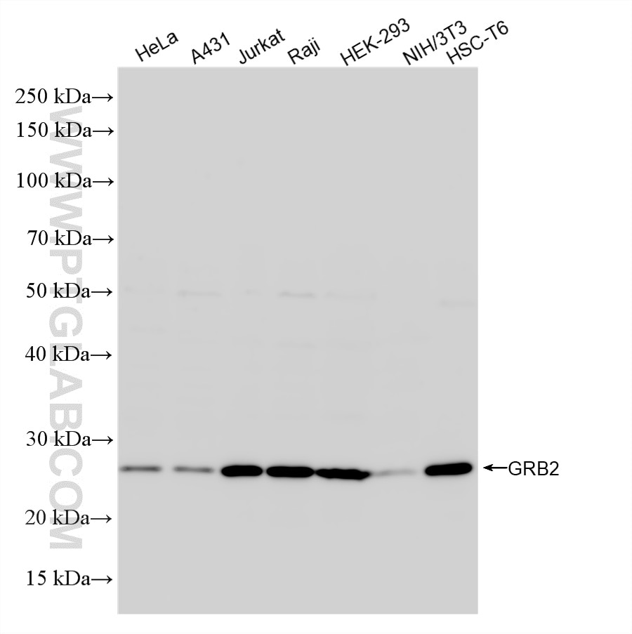 WB analysis using 88060-1-RR Western Blot (WB) analysis of various lysates using GRB2 Recombinant monoclonal antibody (88060-1-RR)