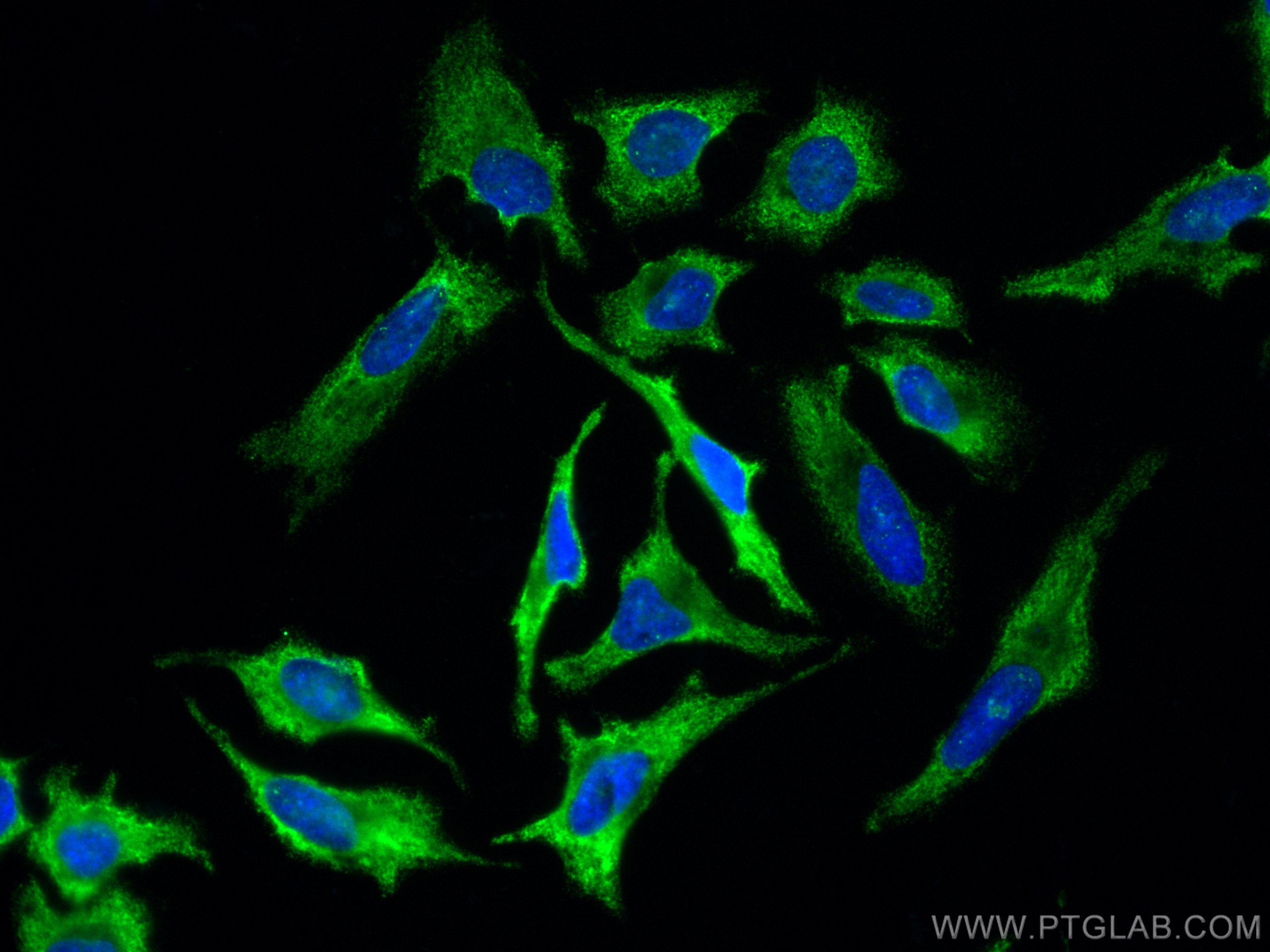 Immunofluorescence (IF) / fluorescent staining of HeLa cells using CoraLite® Plus 488-conjugated GRB2 Monoclonal anti (CL488-66880)