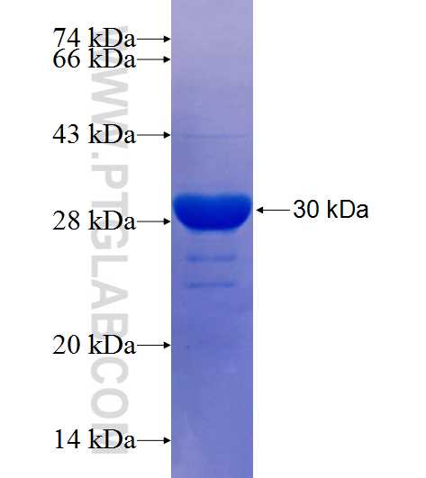 GRB2 fusion protein Ag25507 SDS-PAGE