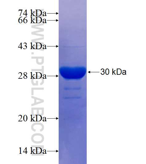 GRB2 fusion protein Ag25507 SDS-PAGE