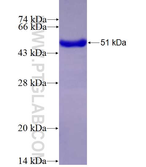 GRB2 fusion protein Ag0395 SDS-PAGE