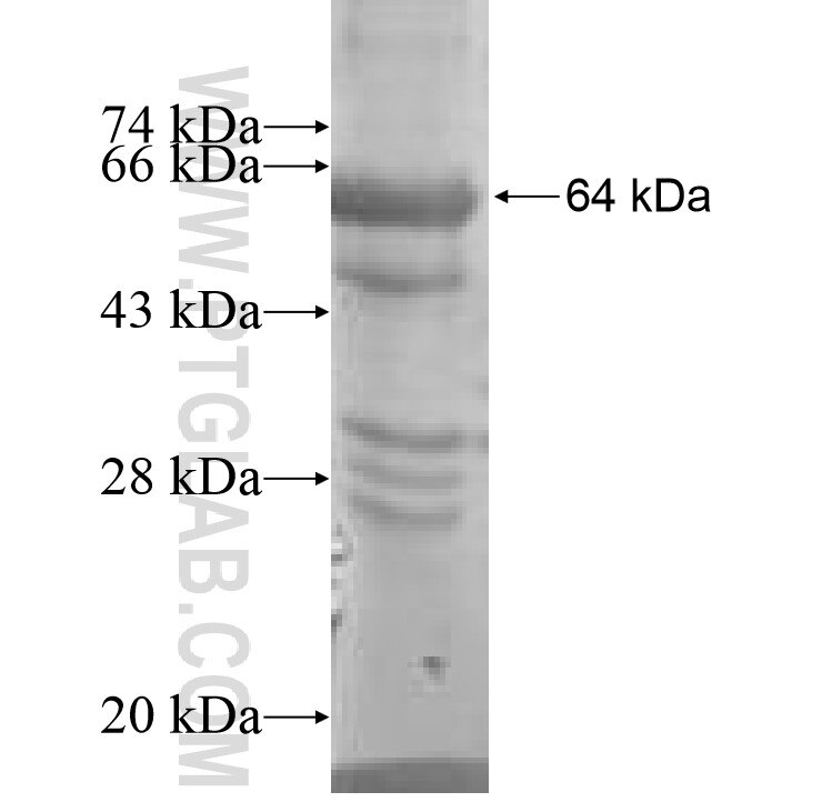 GRB7 fusion protein Ag8537 SDS-PAGE