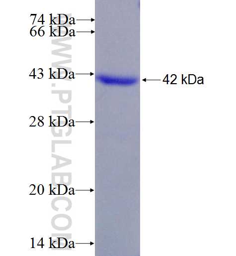 GRB7 fusion protein Ag8646 SDS-PAGE
