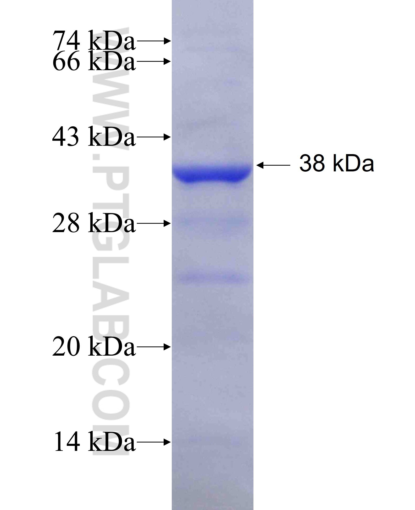 GRB7 fusion protein Ag8646 SDS-PAGE