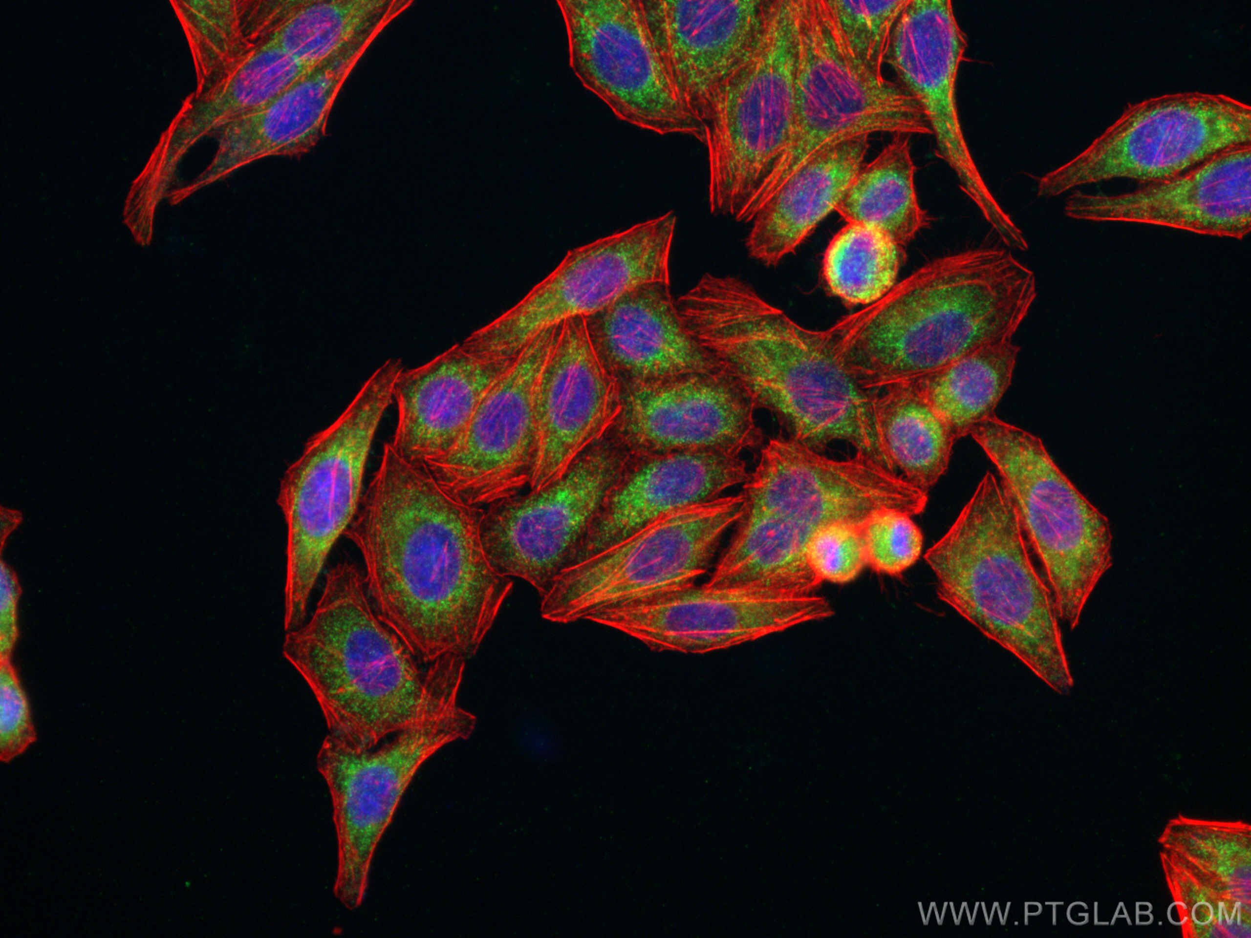 Immunofluorescence (IF) / fluorescent staining of HepG2 cells using GREB1 Polyclonal antibody (28699-1-AP)