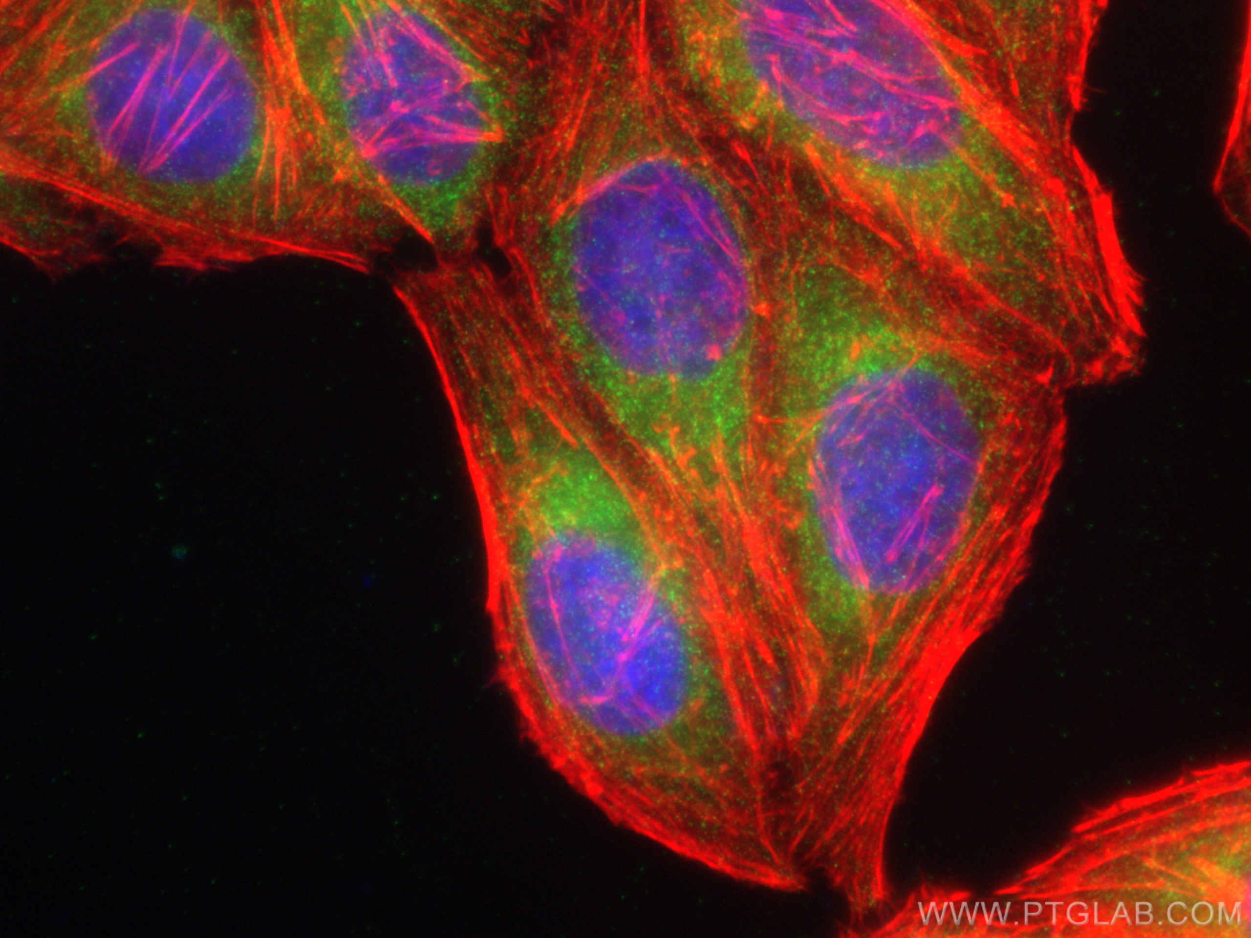 Immunofluorescence (IF) / fluorescent staining of HepG2 cells using GREB1 Polyclonal antibody (28699-1-AP)