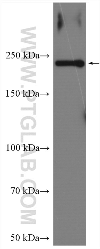 Western Blot (WB) analysis of MCF-7 cells using GREB1 Polyclonal antibody (28699-1-AP)