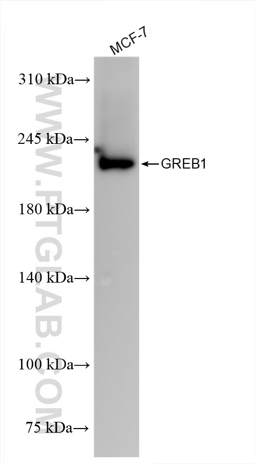 Western Blot (WB) analysis of MCF-7 cells using GREB1 Recombinant antibody (85189-4-RR)