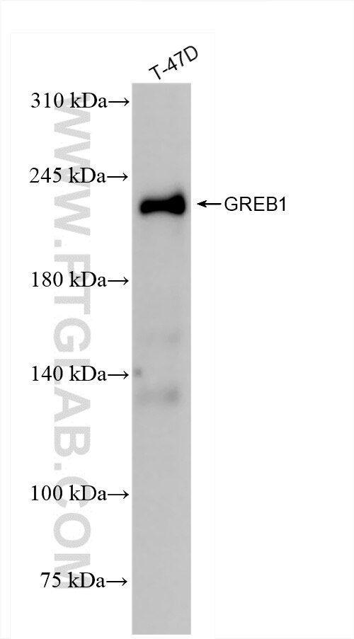 Western Blot (WB) analysis of T-47D cells using GREB1 Recombinant antibody (85189-4-RR)