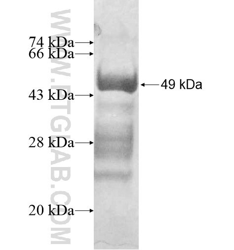 GREM1 fusion protein Ag12588 SDS-PAGE