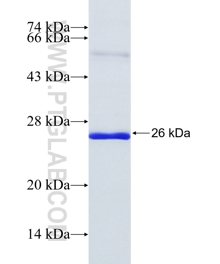 GREM1 fusion protein Ag12734 SDS-PAGE