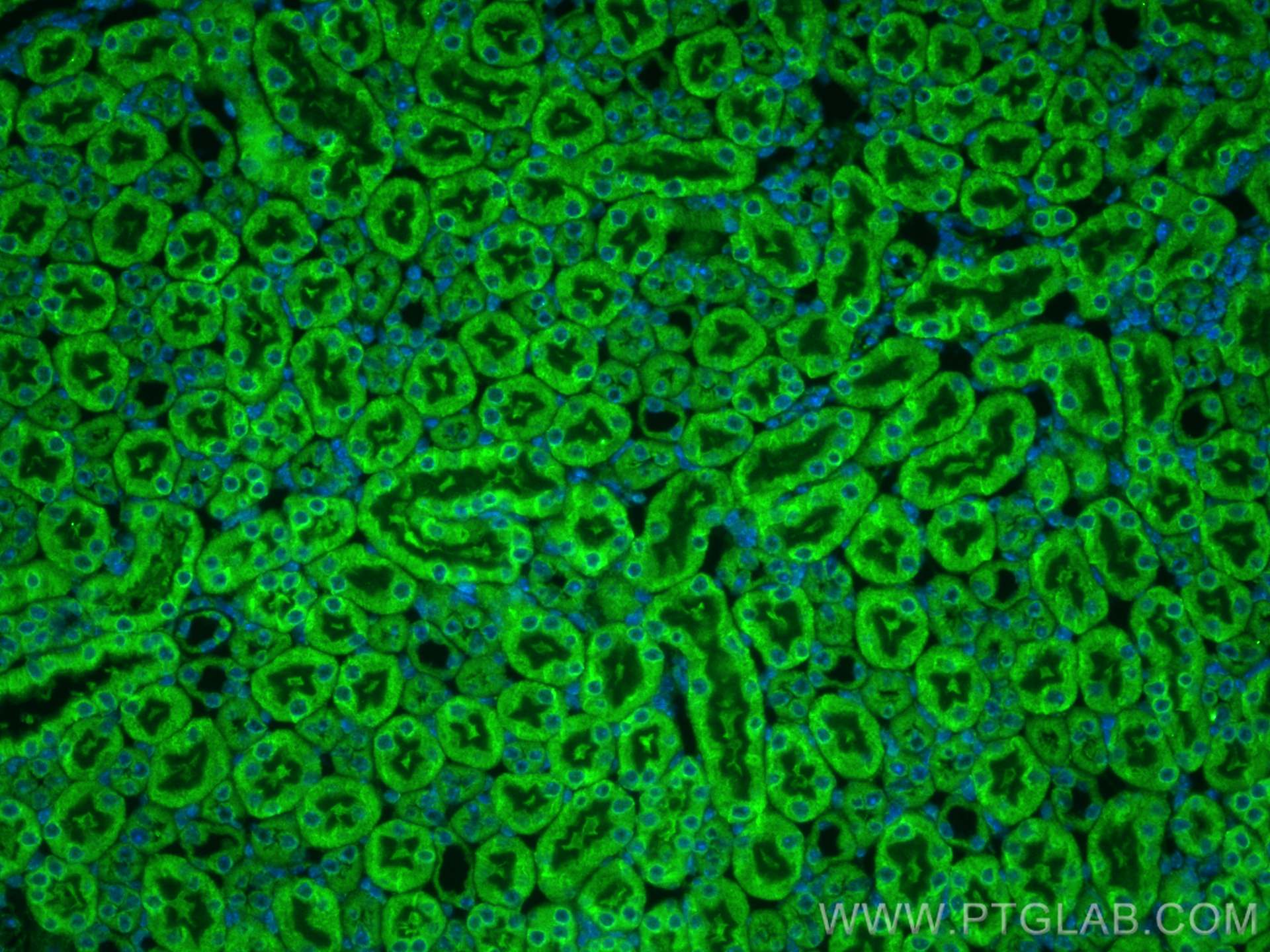 Immunofluorescence (IF) / fluorescent staining of mouse kidney tissue using GREM2 Polyclonal antibody (13892-1-AP)