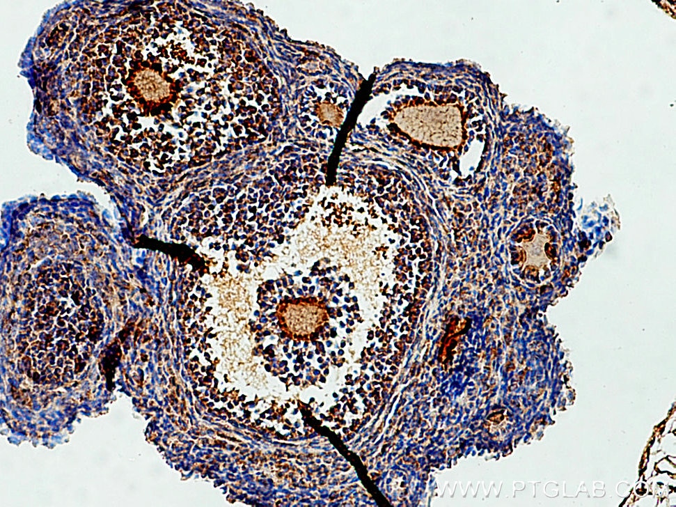 Immunohistochemistry (IHC) staining of mouse ovary tissue using GREM2 Polyclonal antibody (13892-1-AP)