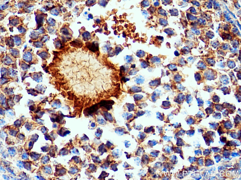 Immunohistochemistry (IHC) staining of mouse ovary tissue using GREM2 Polyclonal antibody (13892-1-AP)