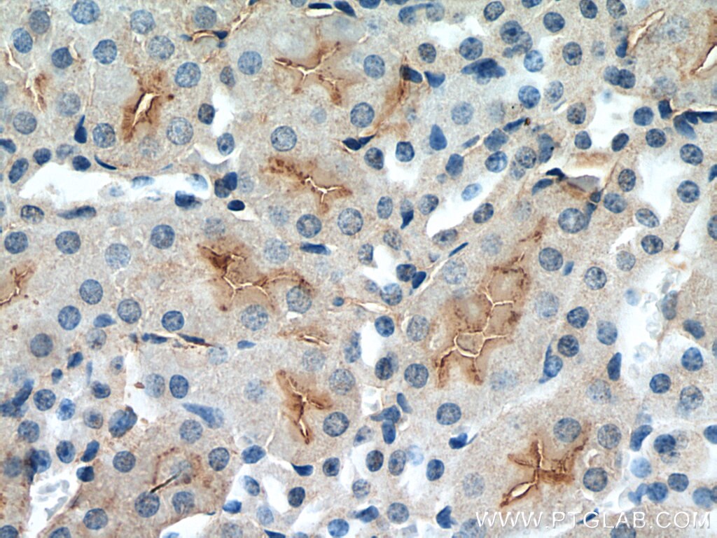 Immunohistochemistry (IHC) staining of mouse kidney tissue using GREM2 Polyclonal antibody (13892-1-AP)