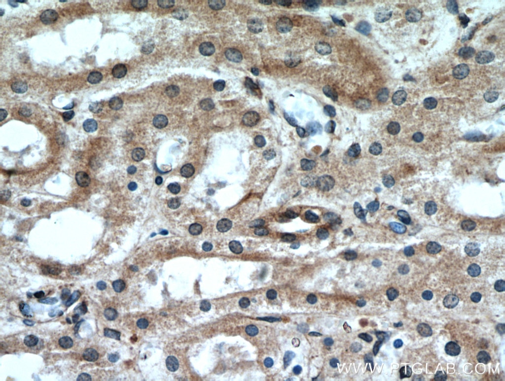 Immunohistochemistry (IHC) staining of human kidney tissue using GREM2 Polyclonal antibody (13892-1-AP)