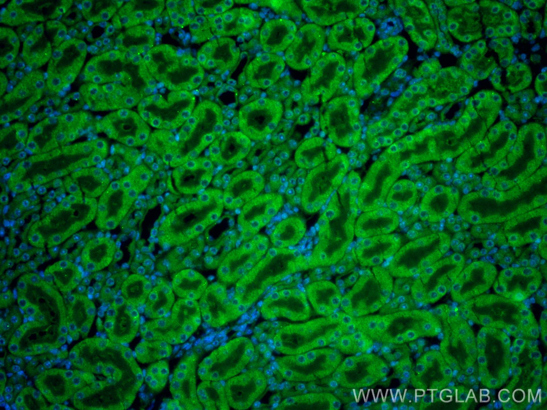 Immunofluorescence (IF) / fluorescent staining of mouse kidney tissue using CoraLite® Plus 488-conjugated GREM2 Polyclonal ant (CL488-13892)