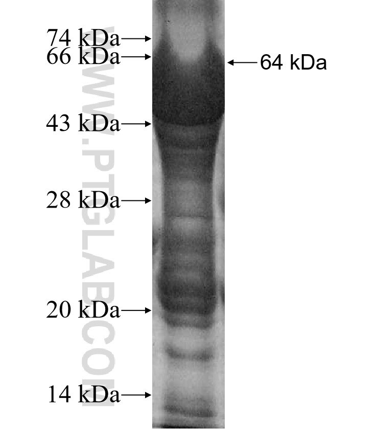GRHL1 fusion protein Ag11832 SDS-PAGE