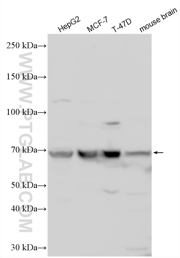WB analysis using 17595-1-AP Western Blot (WB) analysis of various lysates using GRHL3 Polyclonal antibody (17595-1-AP)