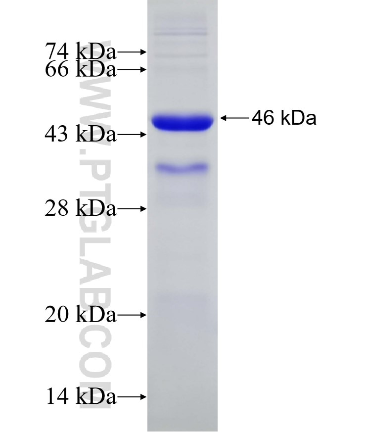 GRHL3 fusion protein Ag11560 SDS-PAGE