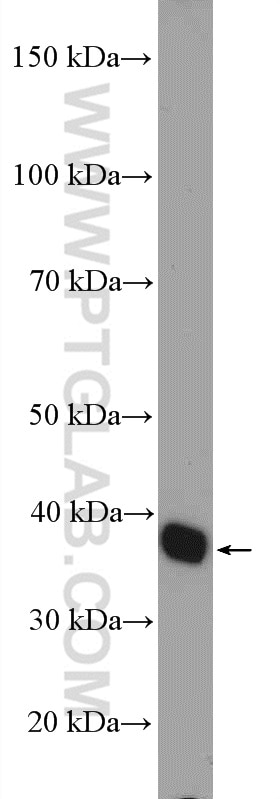 Western Blot (WB) analysis of MCF-7 cells using GRHPR Polyclonal antibody (51013-2-AP)