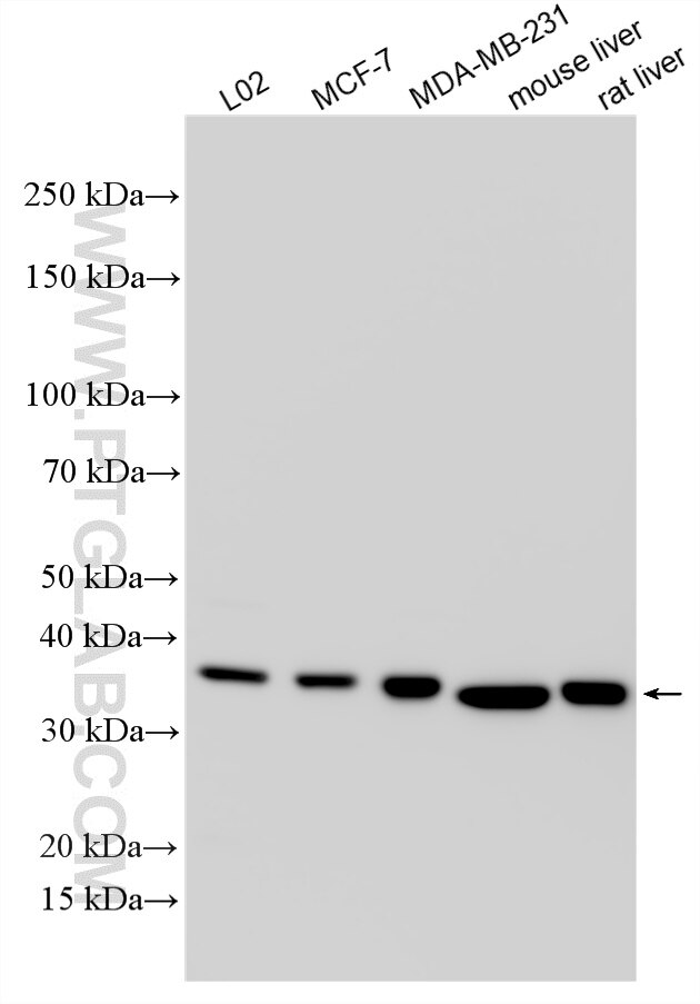 Western Blot (WB) analysis of various lysates using GRHPR Polyclonal antibody (51013-2-AP)