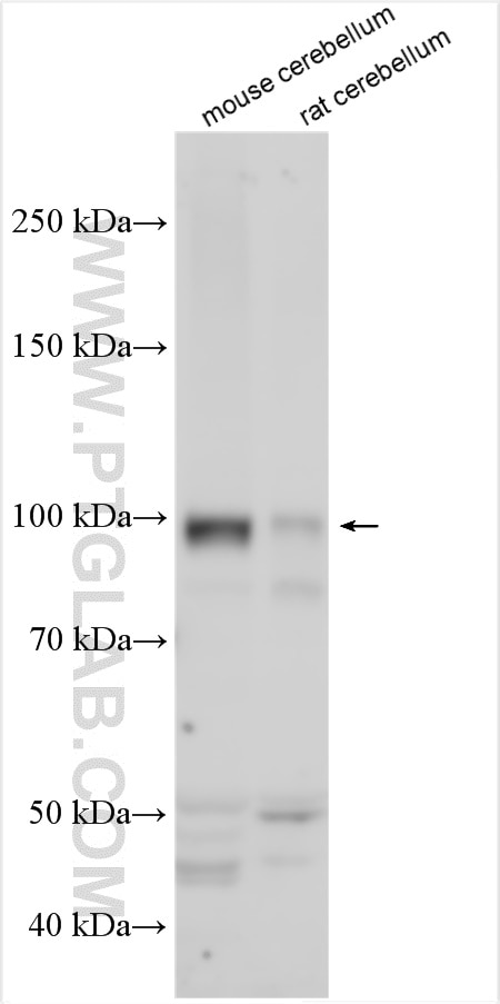 Western Blot (WB) analysis of various lysates using GRIA1 Polyclonal antibody (25012-1-AP)