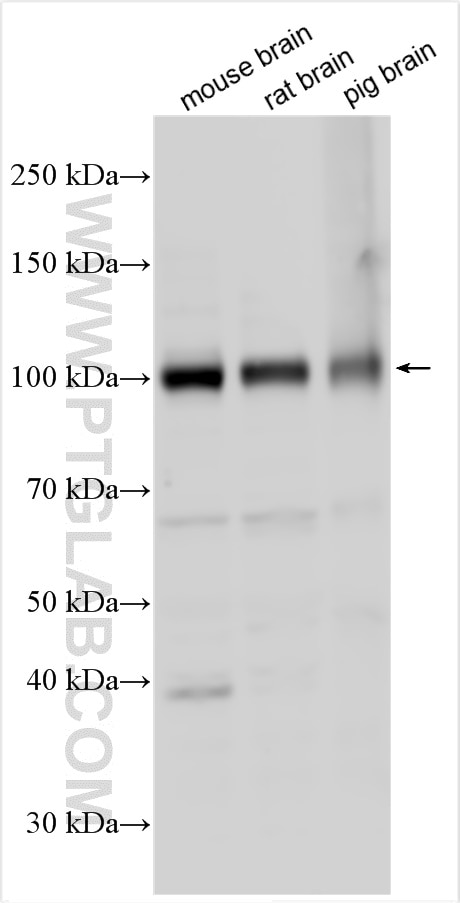 Western Blot (WB) analysis of various lysates using GRIA1 Polyclonal antibody (27885-1-AP)