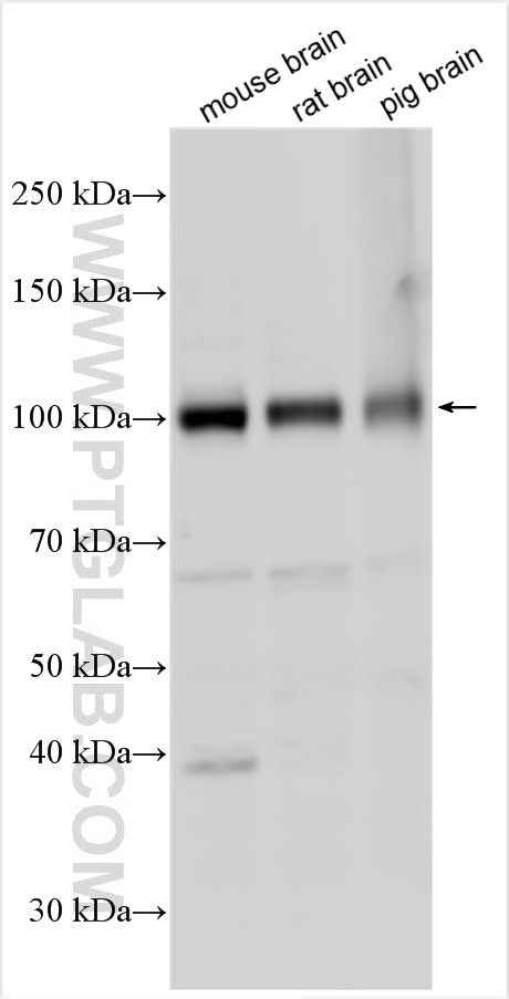 WB analysis using 27885-1-AP