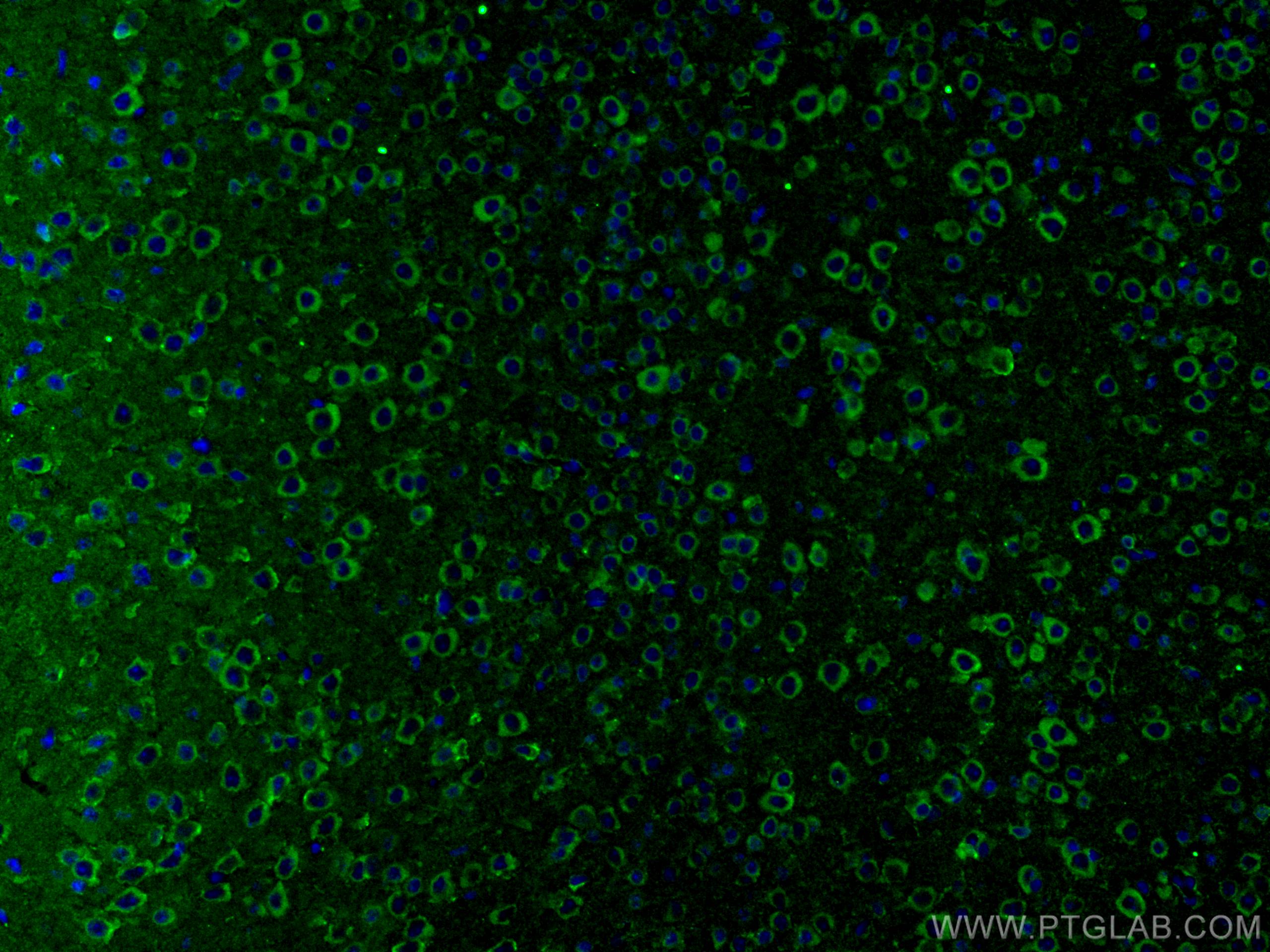 Immunofluorescence (IF) / fluorescent staining of mouse brain tissue using GRIA1 Monoclonal antibody (67642-1-Ig)