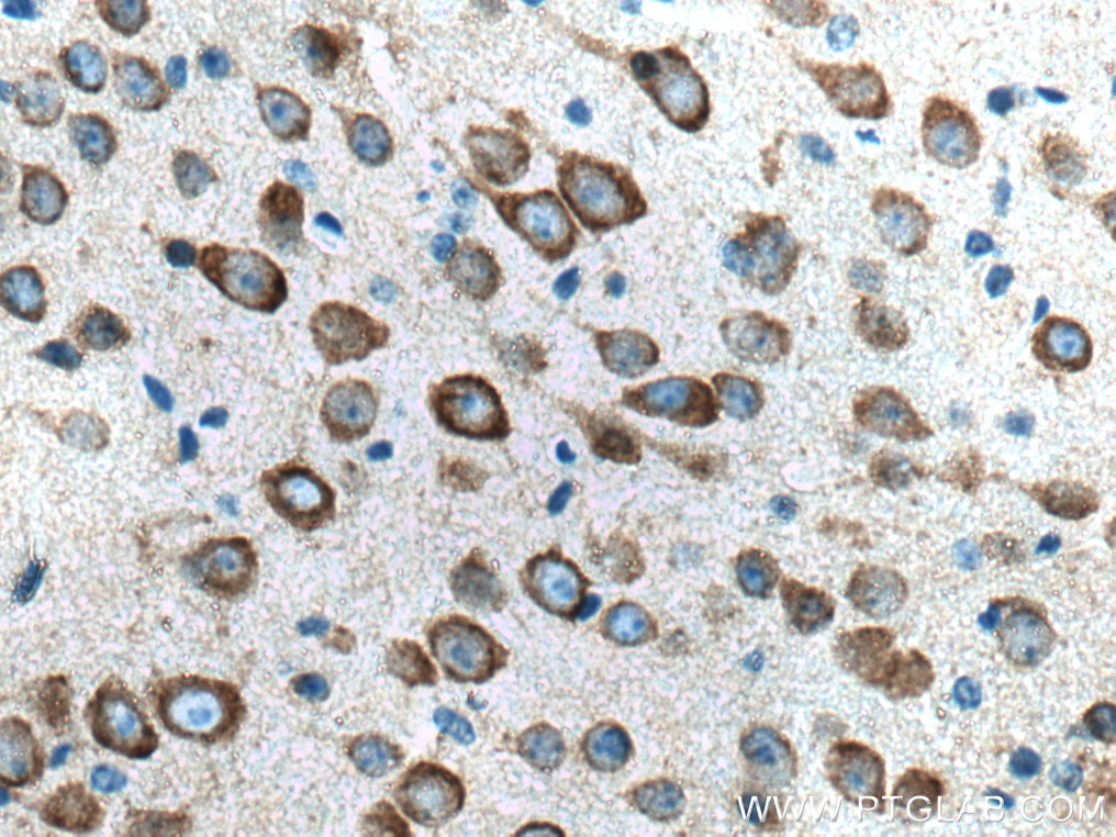 Immunohistochemistry (IHC) staining of mouse brain tissue using GRIA1 Monoclonal antibody (67642-1-Ig)