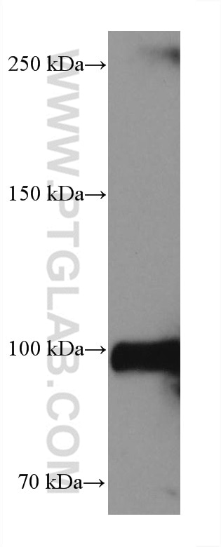 Western Blot (WB) analysis of pig spinal cord tissue using GRIA1 Monoclonal antibody (67642-1-Ig)