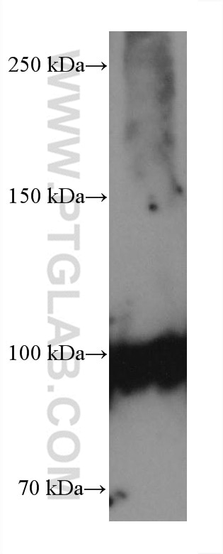 Western Blot (WB) analysis of pig cerebellum tissue using GRIA1 Monoclonal antibody (67642-1-Ig)