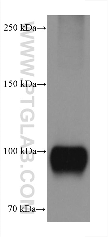 Western Blot (WB) analysis of pig brain tissue using GRIA1 Monoclonal antibody (67642-1-Ig)