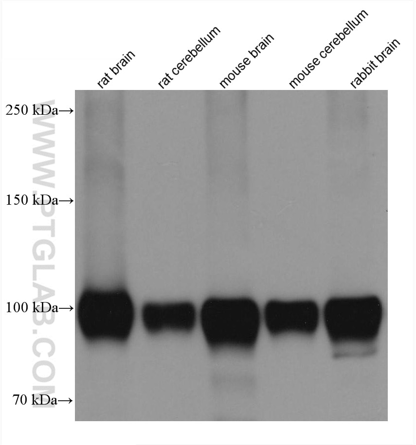 Western Blot (WB) analysis of various lysates using GRIA1 Monoclonal antibody (67642-1-Ig)