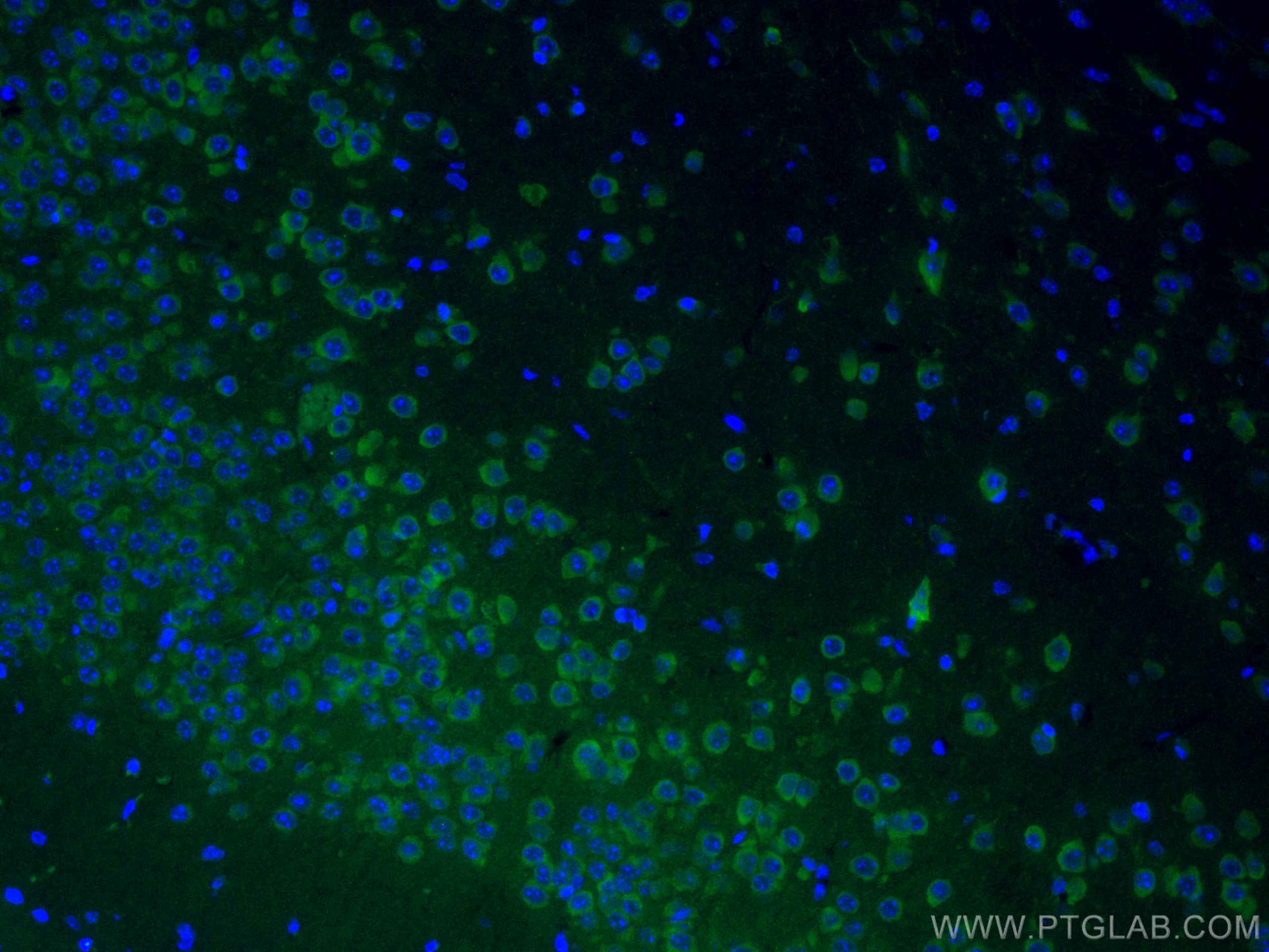 IF Staining of mouse brain using CL488-67642