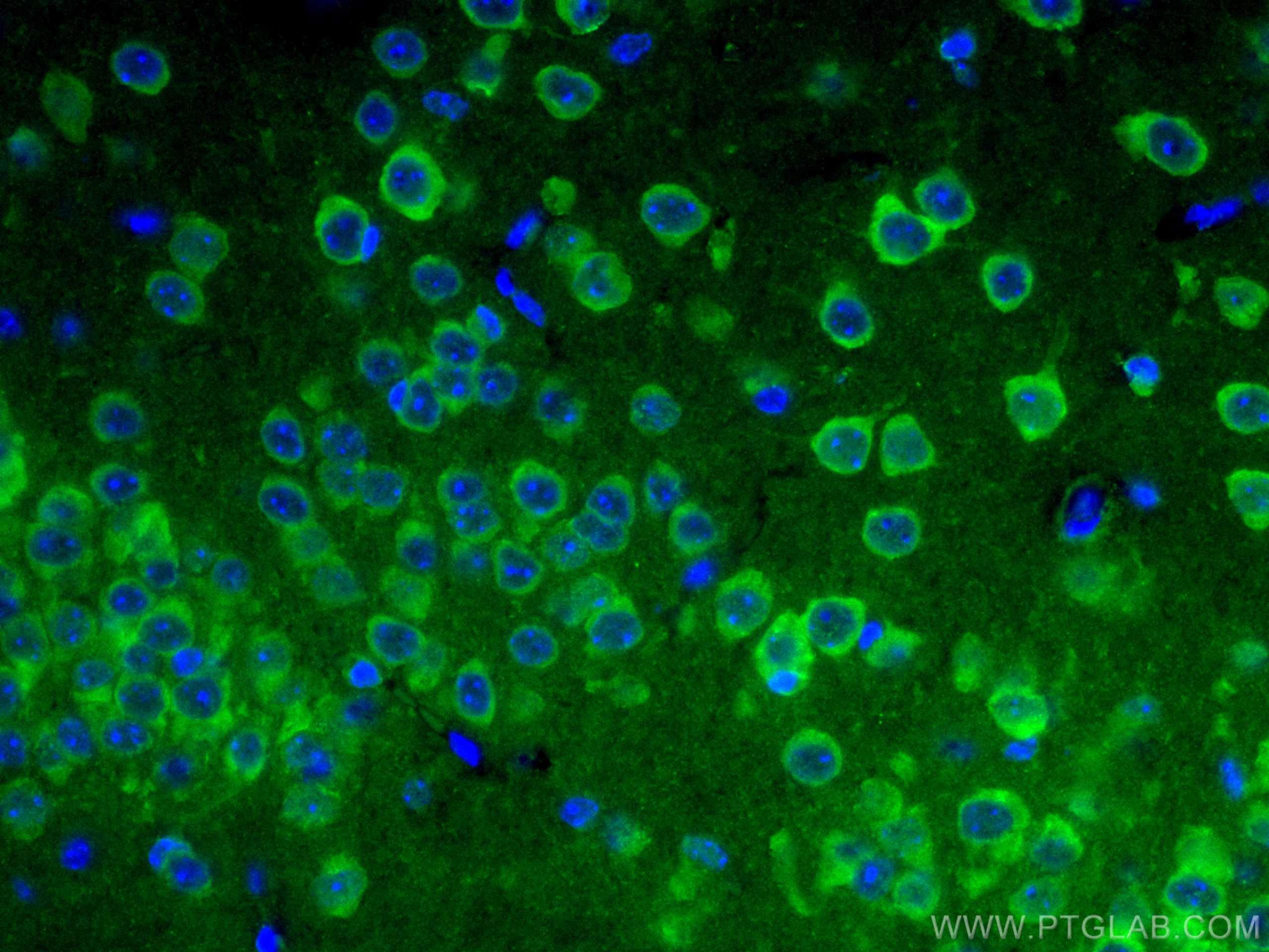 Immunofluorescence (IF) / fluorescent staining of mouse brain tissue using CoraLite® Plus 488-conjugated GRIA1 Monoclonal ant (CL488-67642)