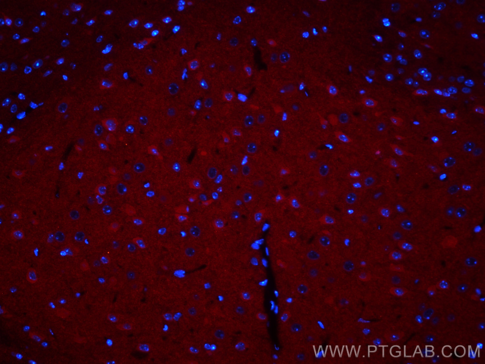 Immunofluorescence (IF) / fluorescent staining of mouse brain tissue using CoraLite®594-conjugated GRIA1 Monoclonal antibody (CL594-67642)