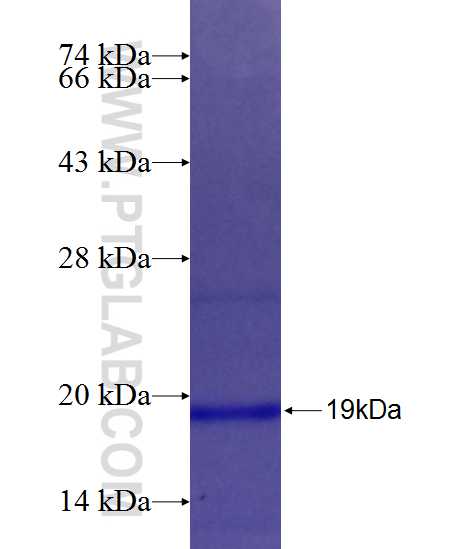 GRIA1 fusion protein Ag25096 SDS-PAGE